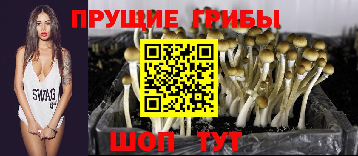 Псилоцибиновые грибы мухоморы  Хабаровск  Галлюциногенные грибы Psilocybe 